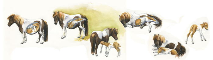 Pferdezeichnung Illustration Fohlengeburt