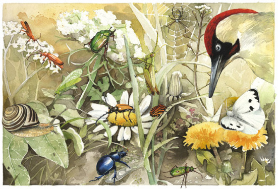 Naturillustration