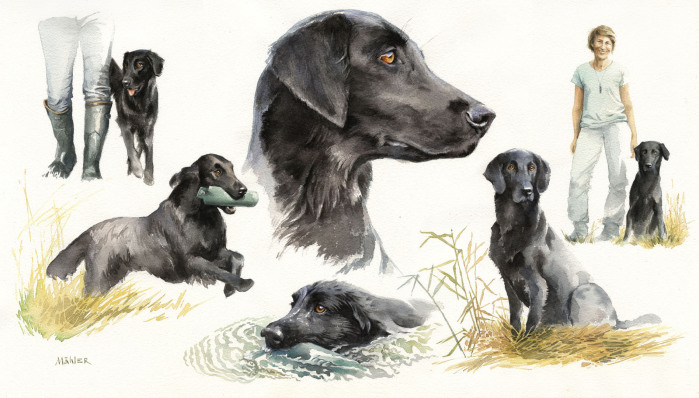 Hundeportrait gemalt Aquarell