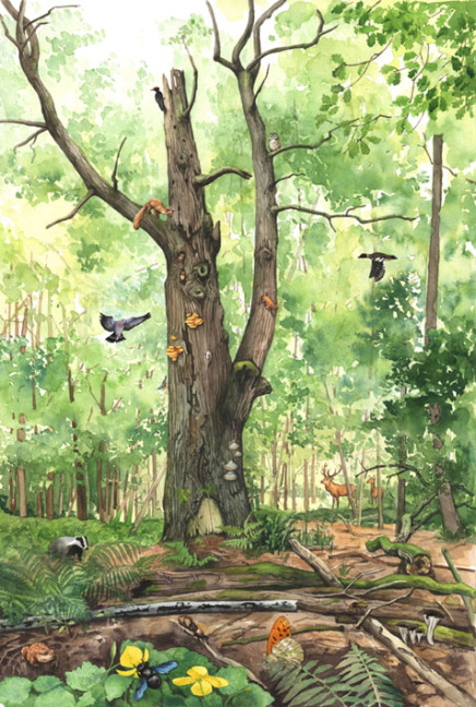Naturillustration, Wimmelbild Wald Totholz