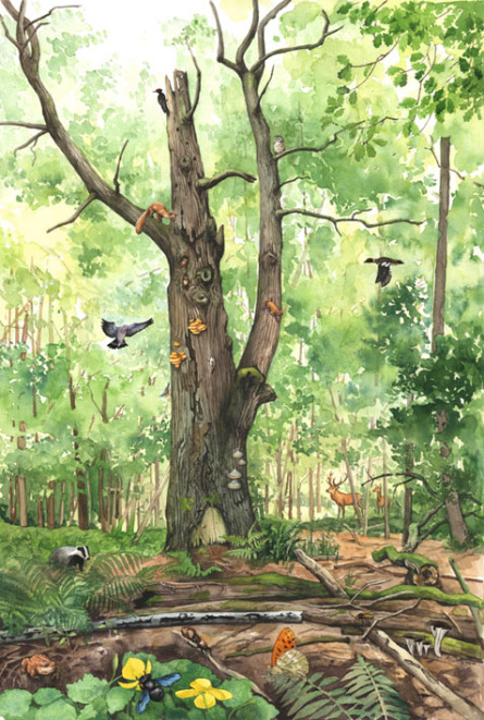 Naturillustration, Wimmelbild Wald Totholz