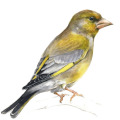 Illustration Vögel, gezeichnet