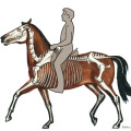Illustration Reiten, Pferde, gegen den Zügel