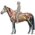 Illustration Reiten, Pferde, Muskulatur