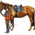 Pferdeillustration, Kinderbuch