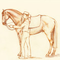 Pferdezeichnung, Illustration