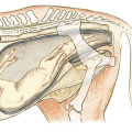 Pferdezeichnung, Illustration, Anatomie