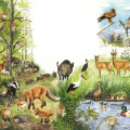 gezeichnete Naturillustration Tiere in EWuropa, im Wald
