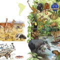 gezeichnete Naturillustration Tiere im Regenwald