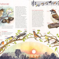 Naturillustration Vögel, Kinderbuchillustration