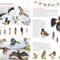 Naturillustration Vögel, Kinderbuchillustration