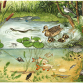 Wimmelbild Tiere im Teich, Kinderbuchillustration