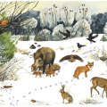 Illustration Tiere im Winter, Sachbuch