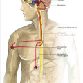 Illustration Anatomie Medizin