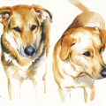 Tierportrait zwei Hunde