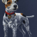 Portrait Jack Russel für Rinti Hundefutter 