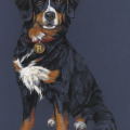 Hundeportrait gezeichnet Berner Sennenhund für Rinti Hundefutter