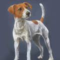 Zeichnung Hund Terrier für Rinti Hundefutter