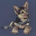 Tierportrait gezeichnet, Schäferhund Welpe für Rinti Hundefutter