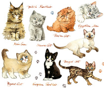 Illustration Katzen, Kitten. Katzenrassen