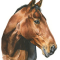 Pferdekopf Portrait