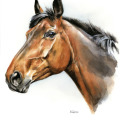 Tierportrait pferd