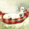 Pony in der Hängematte