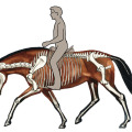 Illustration Reiten, Pferde vorwärts abwärts