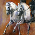 Pferdezeichnung, Lipizzaner