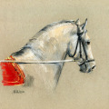 Pferdezeichnung, Lipizzaner