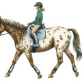 Pferdeillustration, Kinderbuch