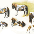 Pferdeillustration, Kinderbuch