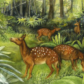 Pferdeillustrationen
