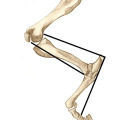 Pferdeillustrationen, Anatomie