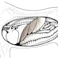 Pferdeillustrationen, Anatomie