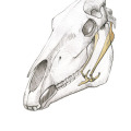 Pferdezeichnung, Anatomie