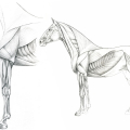 Pferdezeichnung, Anatomie