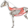 Pferdezeichnung, Anatomie