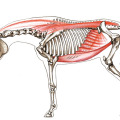 Pferdezeichnung, Anatomie, Muskulatur