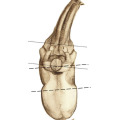 Pferdezeichnung, Illustration