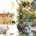 gezeichnete Naturillustration Tiere im Regenwald