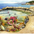 Tiere am Meer, gezeichnete Illustration