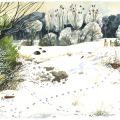 Illustration Tierspuren, Sachbuch