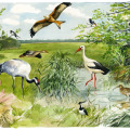 Illustration Wimmelbuch Tiere