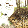 Illustration Wald Ameisen, Illustration Sachbuch