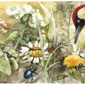 Naturillustration Käfer in der Wiese und Grünspecht