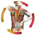 Illustration Anatomie Medizin