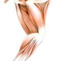 Illustration Hund Anatomie