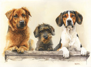 Hundeportrait zeichnen lassen