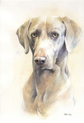 Hundeportrait Weimaraner